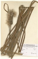 藏品(水燭)的圖片